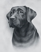 Black labrador retriever dog