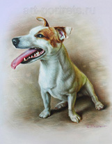 Jack Russell Terrier Drawing