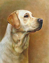 Labrador drawings