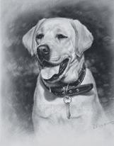 Labrador retriever drawings