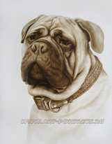 Pictures of bull mastiff