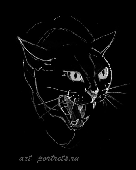Картинки кошек черных.