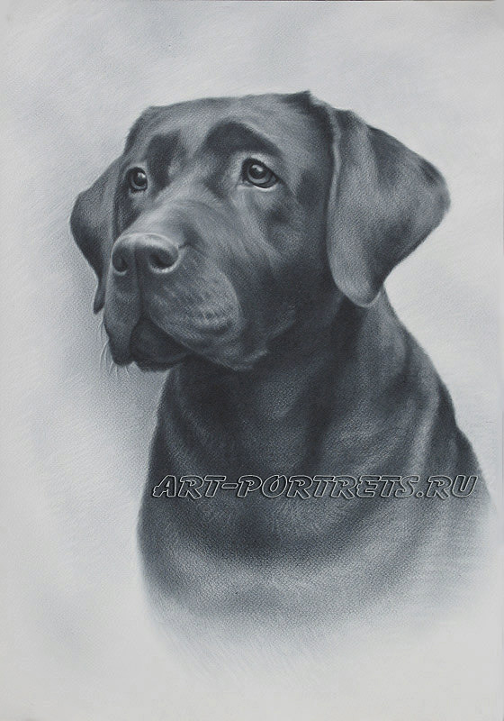 Classic Dog Portrait Pet Drawing Black and White Fine Art - Etsy